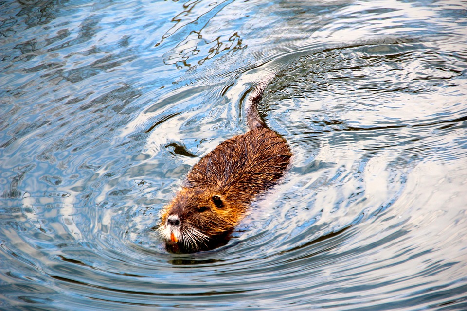 Beaver problems in Westland