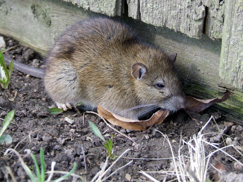 Norway rat problems in Westland