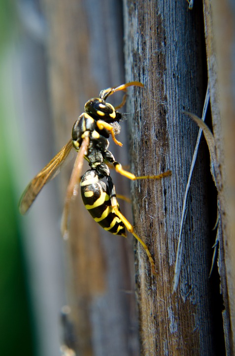 Stinging insects in Westland area