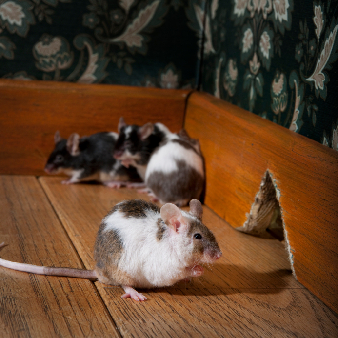 Mice infestation in Westland home