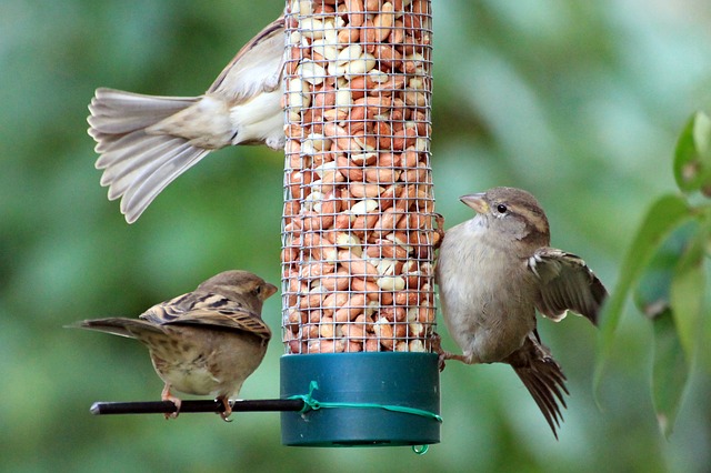 Birds on bird feeder in Westland