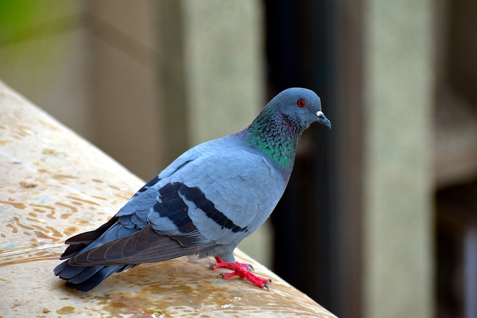 Pigeon problems in Westland