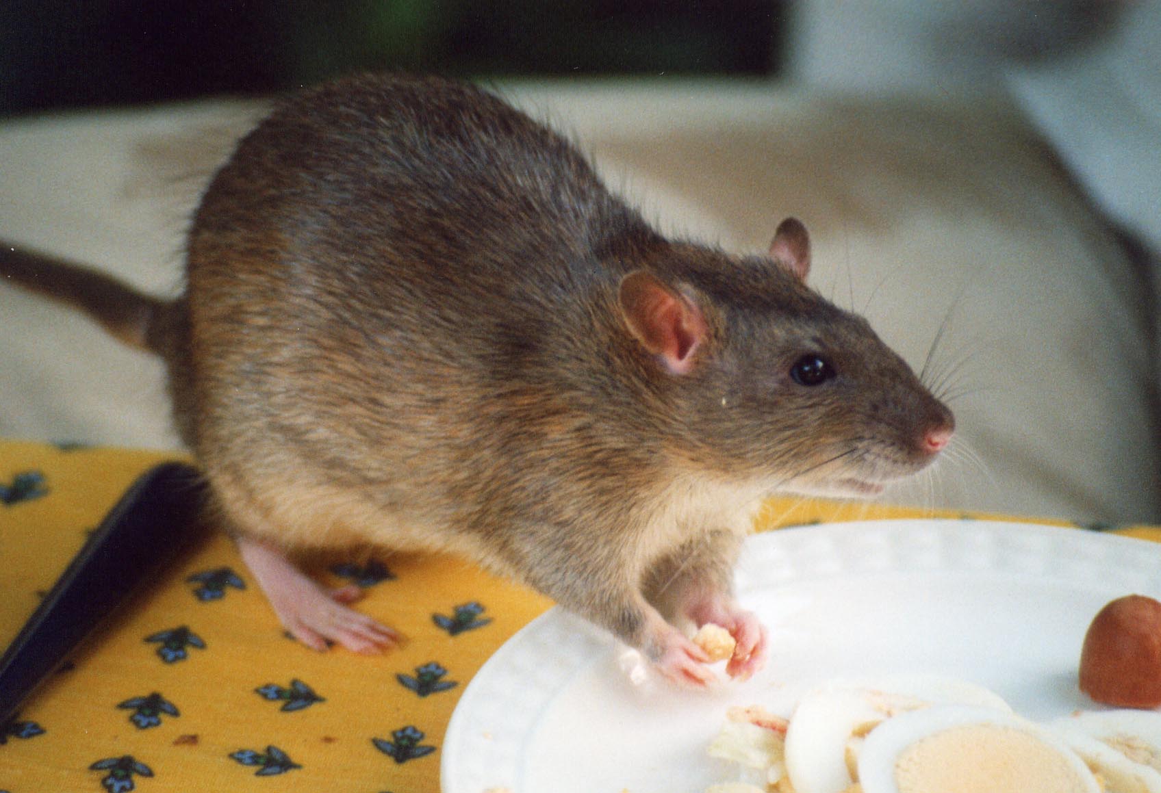 Getting rid of kitchen rats in Westland